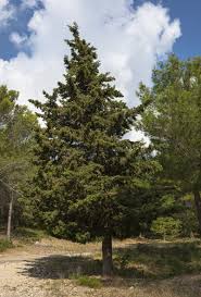 Cupressus sempervirens